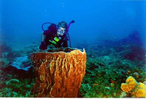 Coral lodge diving