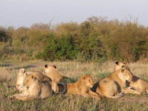 4 Days Masai Mara  And Amboseli National Park