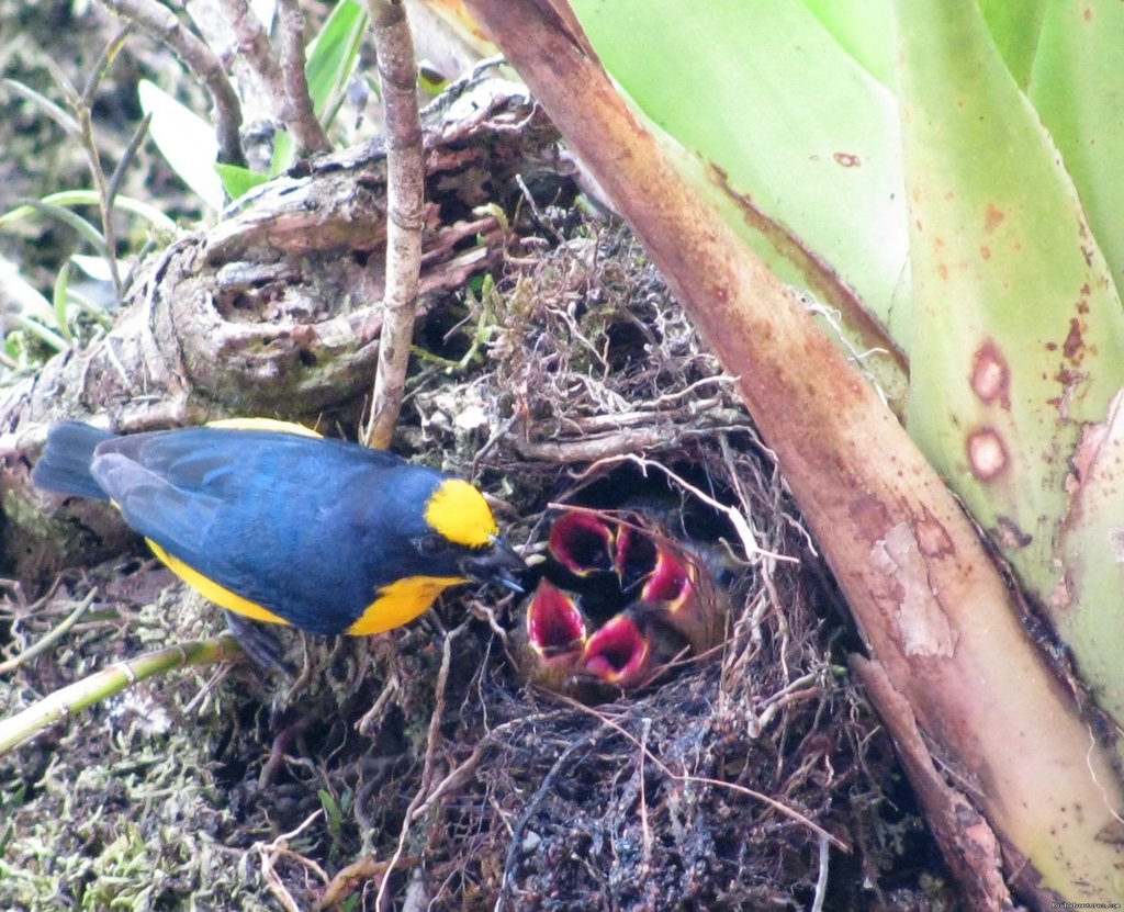 Bird on the stairway tree | Cabanas en Altos del Maria, Cabins for rent. | Image #17/25 | 