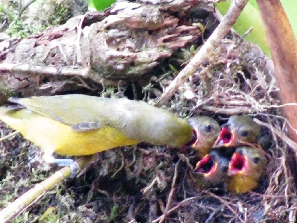 Birds on the stairways' tree | Cabanas en Altos del Maria, Cabins for rent. | Image #24/25 | 