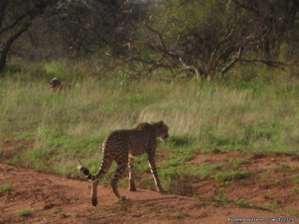 Day 1: Tsavo East  Pick up from the hotel at aroun | mombasa, Kenya | Wildlife & Safari Tours | Image #1/1 | 