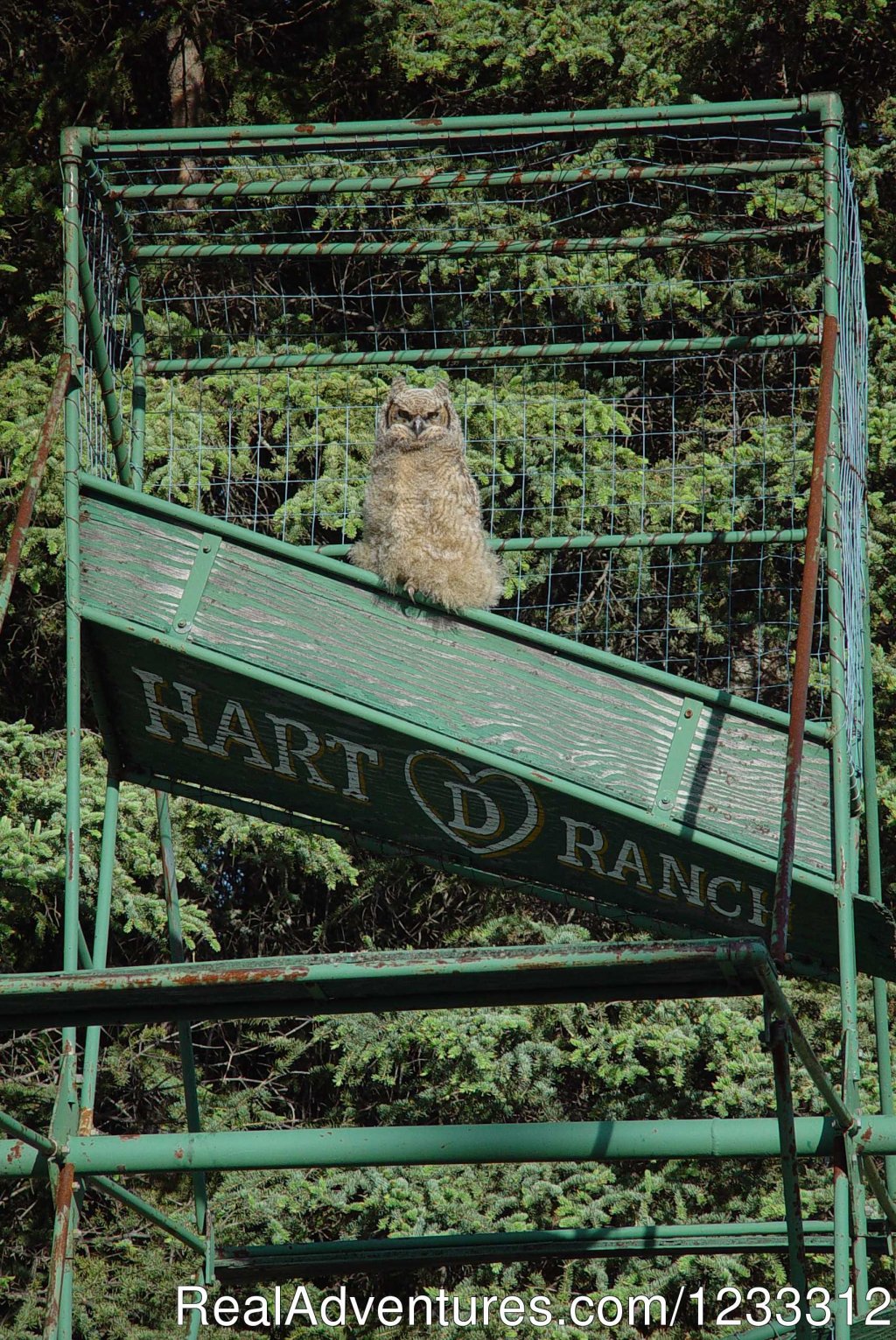Horned Owl on Hart D fishwheel | Hart D Ranch:Rooms /RV Park /PO | Image #21/24 | 