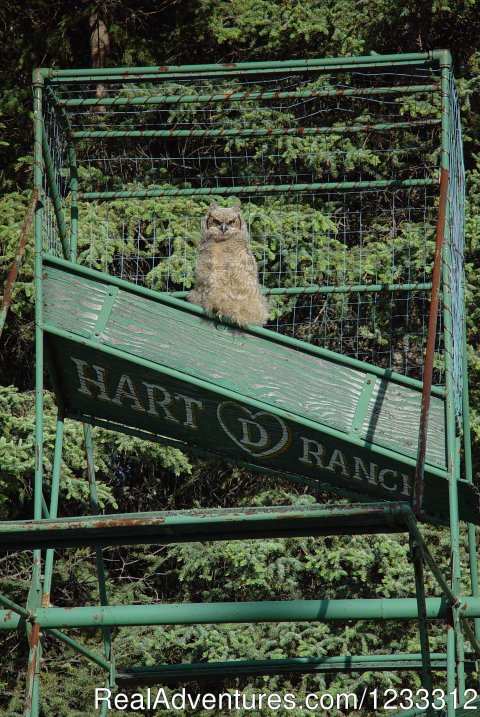 Horned Owl on Hart D fishwheel | Image #21/24 | Hart D Ranch:Rooms /RV Park /PO