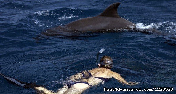 Swim with the dolphins  | Dolphin adventure in the ocean | Image #2/7 | 