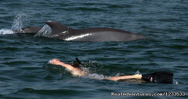 Swim with the dolphins 2  | Dolphin adventure in the ocean | Image #4/7 | 