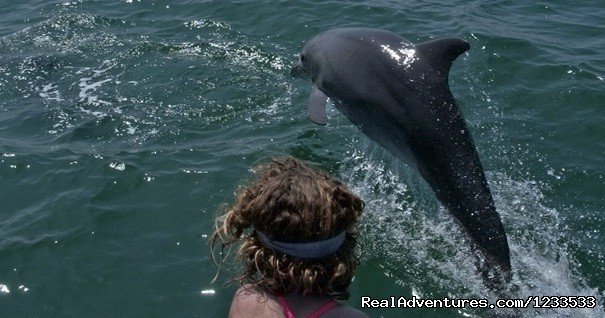 Dolphin adventure in the ocean | Image #5/7 | 