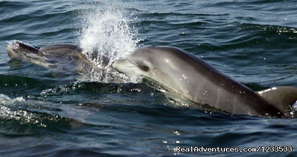 Dolphin adventure in the ocean | Image #6/7 | 