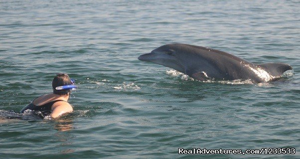 Dolphin adventure in the ocean | Image #7/7 | 