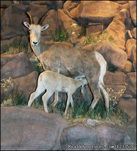Exhibits at the National Bighorn Sheep Center