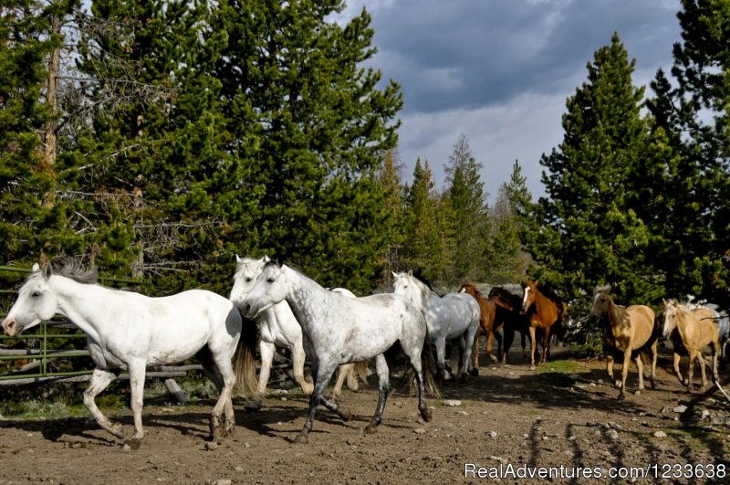 Meet the Horses | Triangle C Ranch | Image #4/22 | 