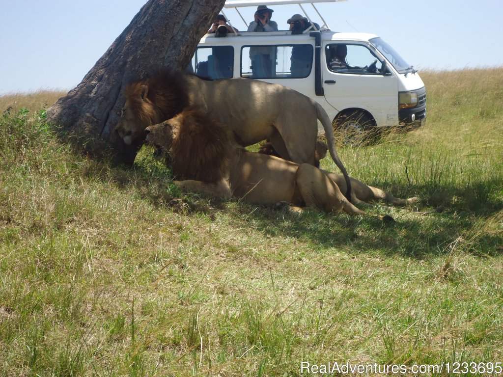 Masai Mara Safaris | Home for budget travelers | Nairobi, Kenya | Wildlife & Safari Tours | Image #1/1 | 