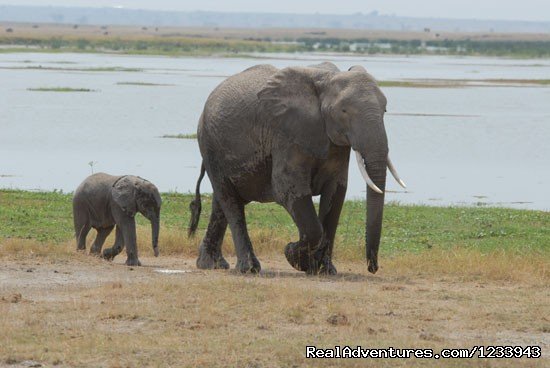 Nafest Tours And Safaris | Nairobi, Kenya | Wildlife & Safari Tours | Image #1/4 | 
