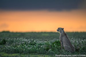 7 Days 6 Nights Great Wildebeests Migration Safari | Arusha, Tanzania Wildlife & Safari Tours | Tanzania Wildlife & Safari Tours