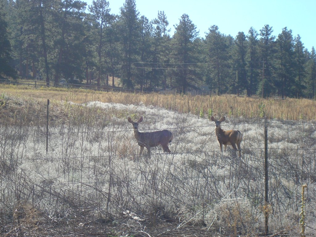 A lot of wildlife around. Deer come right to the deck. | Pikes Peak Retreat In Pikes National Forest | Image #18/26 | 