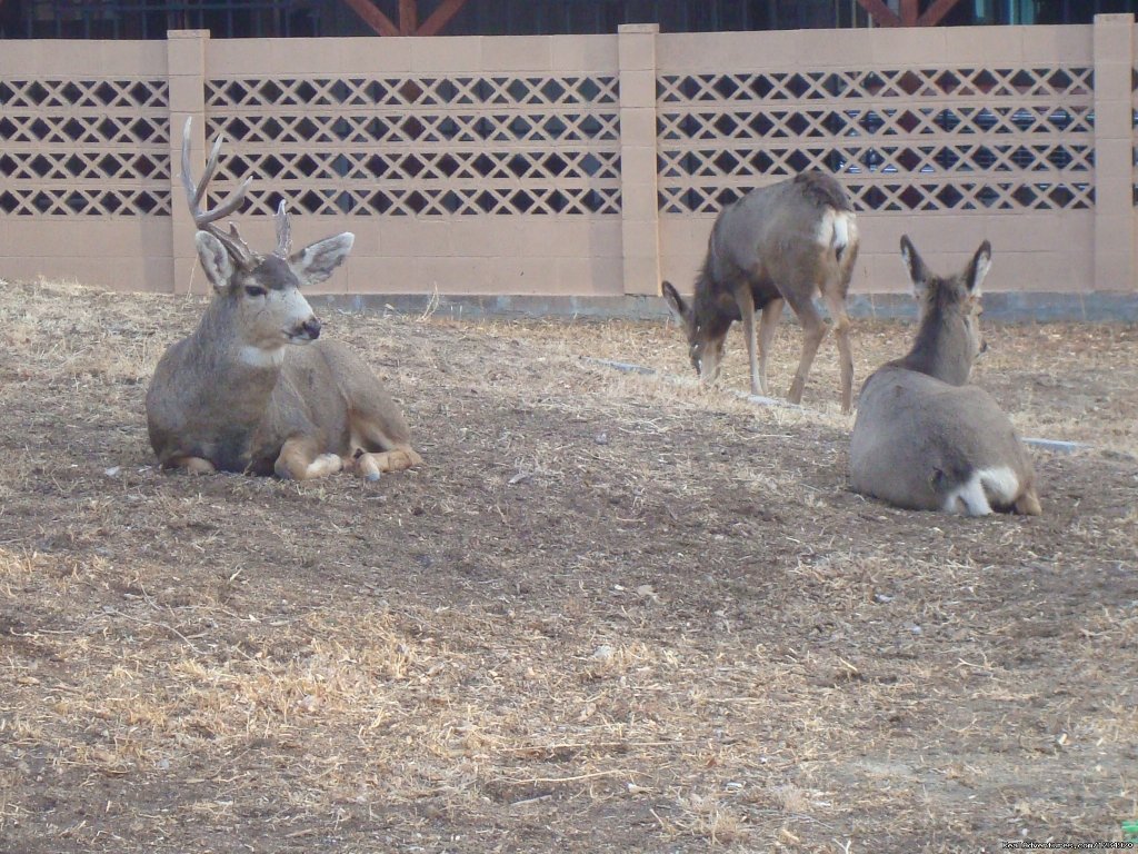 Deer In The Alley | Pikes Peak Cottage By Garden Of The Gods: Mnt View | Image #16/26 | 