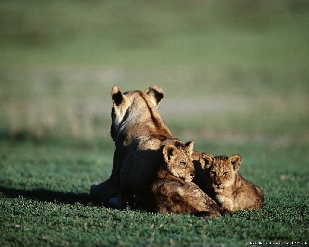 7 Days best of Kenya Safari | Image #3/13 | 