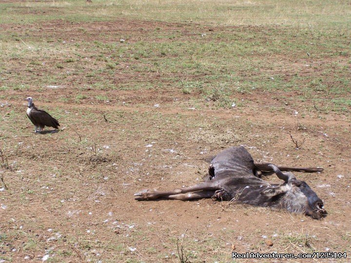 7 Days best of Kenya Safari | Image #6/13 | 