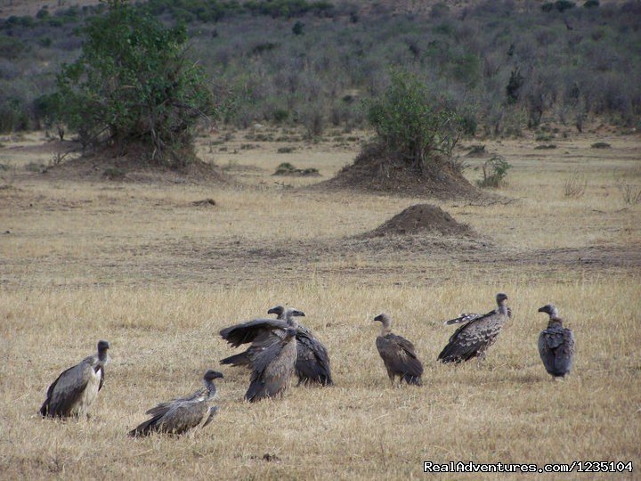 7 Days best of Kenya Safari | Image #10/13 | 