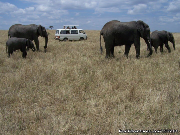 7 Days best of Kenya Safari | Image #11/13 | 