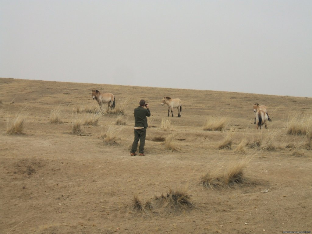 Khustai nature reserve | Gobi Expeditions Mongolia | Image #8/20 | 