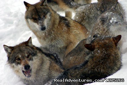 Wolf and Lynx Tracking | Image #5/6 | 
