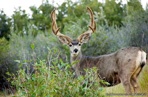 Colorado Deer Hunting