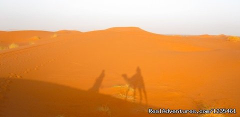 Camel rides in the desert