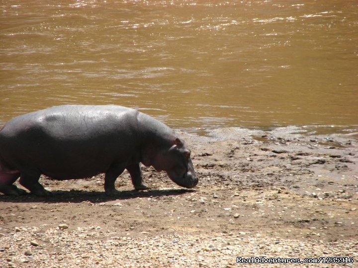 Hippos | Holiday  Getaways and Honeymoon Packages. | Image #2/10 | 