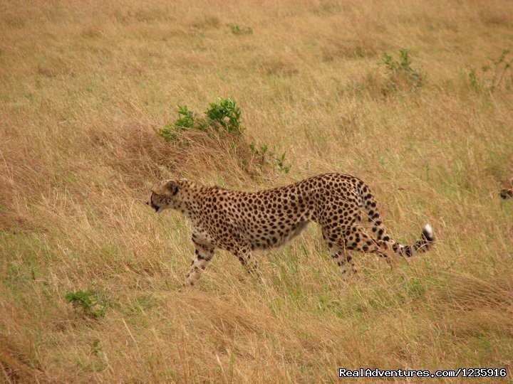 The  elusive leopard | Holiday  Getaways and Honeymoon Packages. | Image #3/10 | 