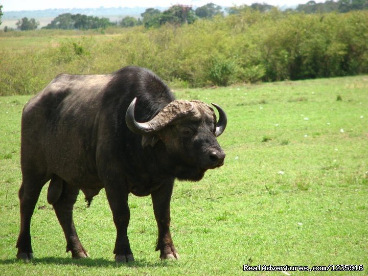 African  bull | Holiday  Getaways and Honeymoon Packages. | Image #9/10 | 