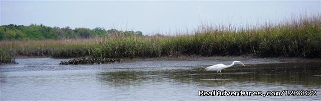 Kayak Fishing & Eco Tours in North Florida | Image #3/5 | 