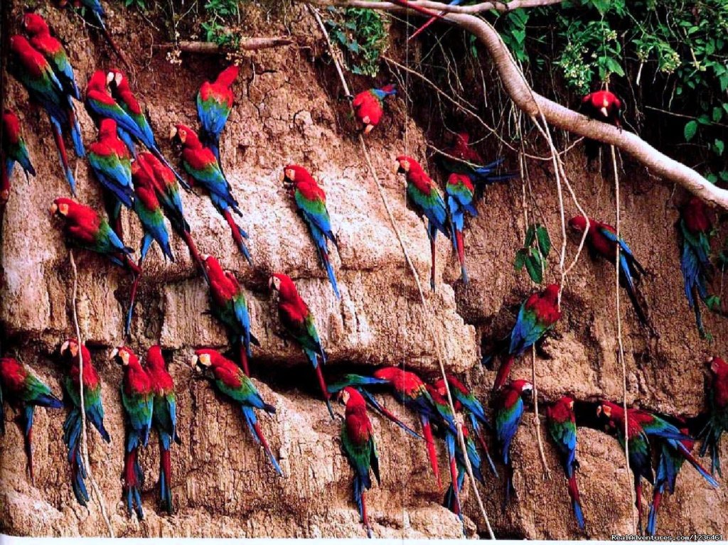Macaw Clay Lik | Hiking Inca Trail to Machupicchu | Image #9/12 | 