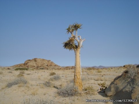 In the Namibi Desert