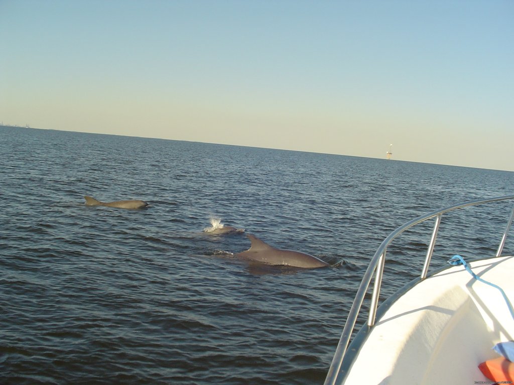 Dolphins near boat | Adventure Charters and Dive | Image #8/8 | 