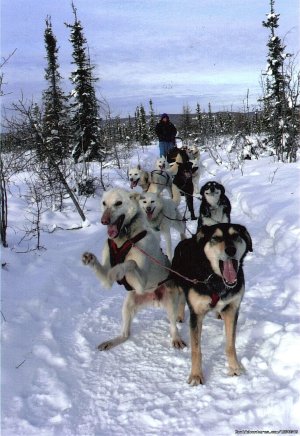 Sled Dog Adventures | Fairbanks, Alaska Dog Sledding | North Pole, Alaska Snow & Ski Vacations