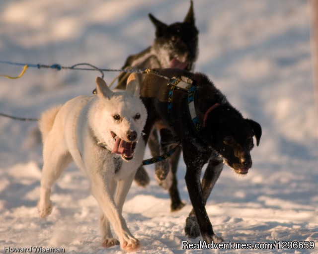 Alaskan Dog Sled & Horse Adventures Photo