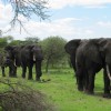 Volunteering in Tanzania Ecotourism tour operator 