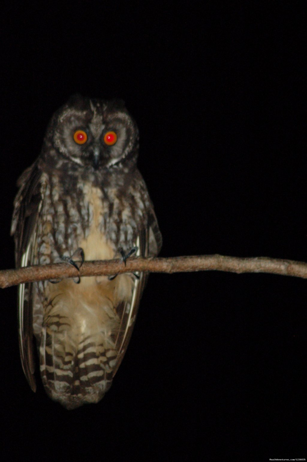 Stygian Owl | Down East Nature Tours | Image #3/11 | 