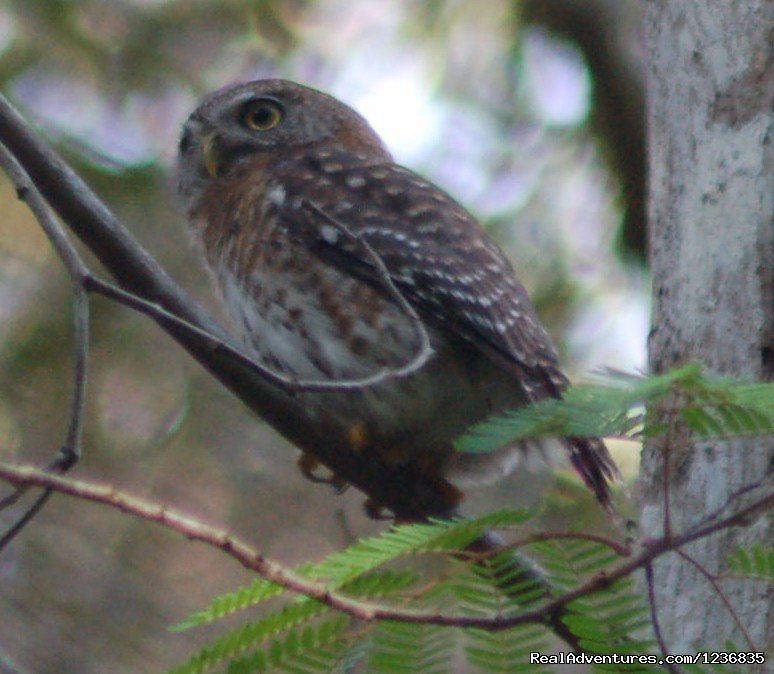 Cuba Pygmy Owl | Down East Nature Tours | Image #4/11 | 