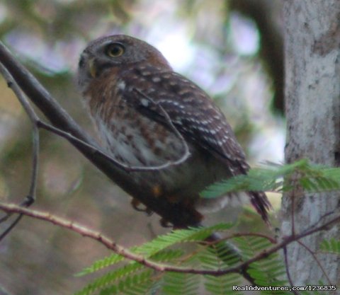 Cuba Pygmy Owl | Image #4/11 | Down East Nature Tours