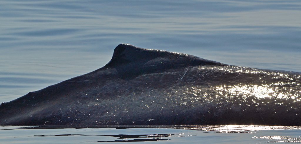 Humpback Whale | Down East Nature Tours | Image #5/11 | 