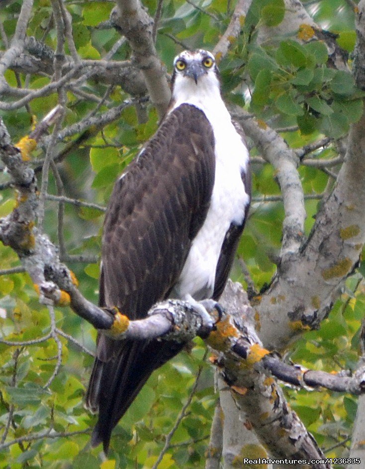 Osprey | Down East Nature Tours | Image #6/11 | 