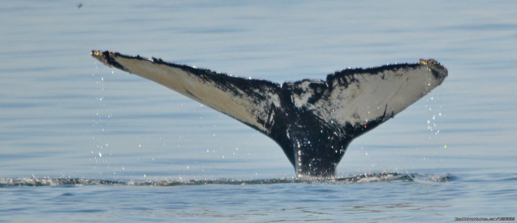 Humpback Whale | Down East Nature Tours | Image #8/11 | 