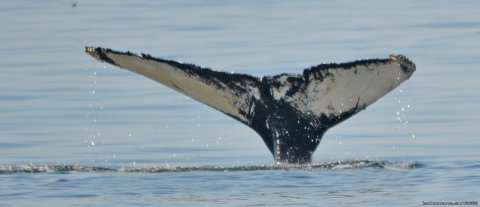 Humpback Whale | Image #8/11 | Down East Nature Tours