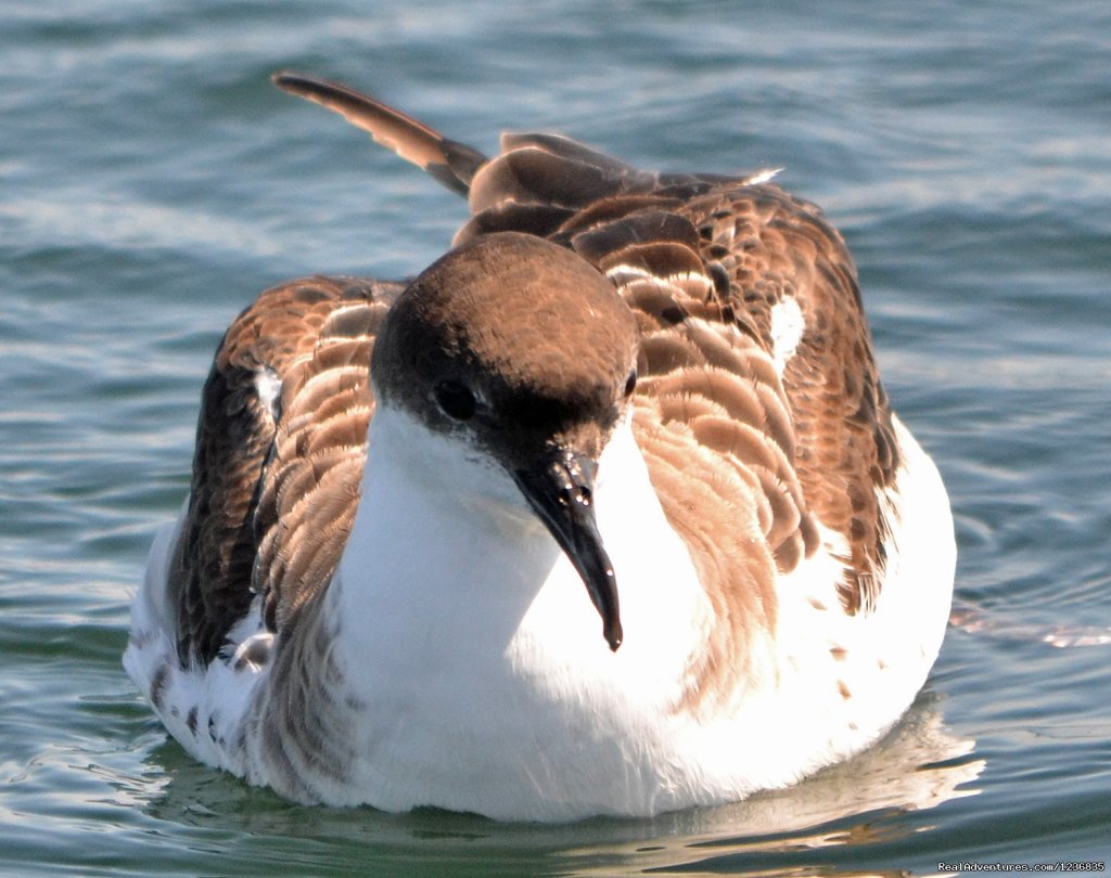 Great Shearwater | Down East Nature Tours | Image #9/11 | 