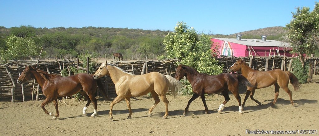 Horse Corral | Romantic Getaway at Historic Arizona Guest Ranch | Image #3/12 | 