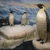 International Wildlife Museum Penguin Exhibit