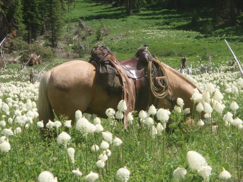 Bear Grass flowers fill the hillsides | Horseback Riding Adventures | Image #15/20 | 
