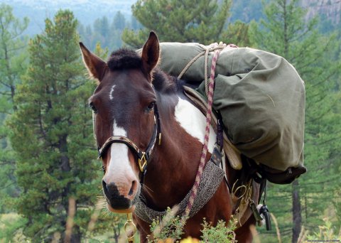 Stone Horse Expeditions & Travel, Packhorse