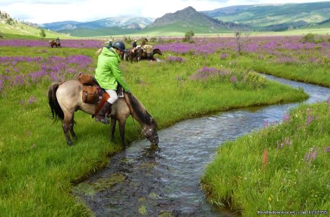 Stone Horse Expeditions & Travel, July is wildflower season